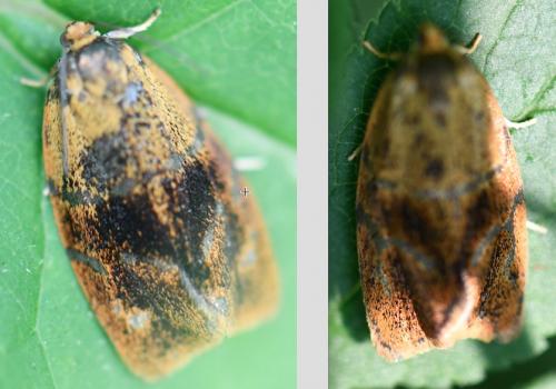 Réf. 268 128 : Ptycholoma lecheana
